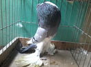 VANDUT
