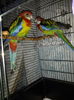 Papagali Rosella