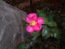 Camelia sasanqua Kanjiro