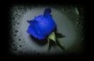 blue_rose