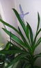 cordyline stricta