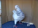pui texan tineret de vanzare 010