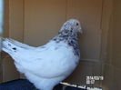 pui texan tineret de vanzare 011