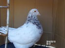 pui texan tineret de vanzare 013