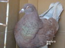 pui texan tineret de vanzare 074