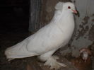 mascul