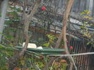 DSCN5929