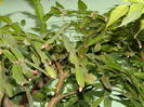DSCN5935