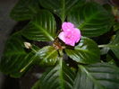 DSCN5939