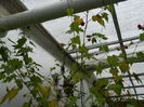 DSCN5941