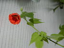 DSCN5944