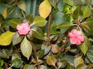 DSCN5946