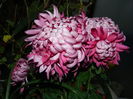 DSCN5948