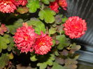 DSCN5961