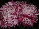 DSCN5965