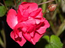 DSCN5968
