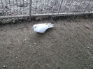 PITICA ALBA.