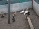 SECTORUL RATELOR....