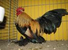 cocos45