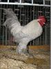 cocos48