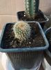 Notocactus magnificus