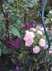 Lobelia Speciosa Purple