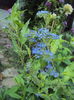 Caryopteris