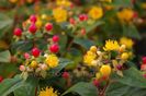 Hypericum_inodorum_Rheingold