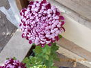 angali-floarea are  16 cm.