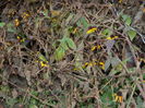 DSCN5996
