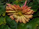 DSCN5997