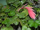 DSCN6027