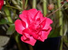 DSCN6031