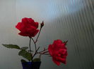 DSCN6033