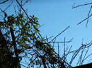 DSCN6037