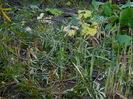 DSCN6041