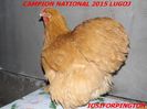CAMPION NATIONAL 2015 LUGOJ