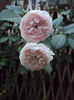 DSC03289