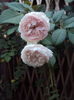 DSC03290
