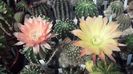 IMG_20150705_110019_371