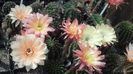 IMG_20150705_111042_728