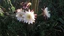 IMG_20150711_081304_091
