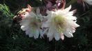 IMG_20150711_081329_560