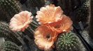 IMG_20150722_104059_560