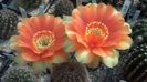 IMG_20150722_104111_342