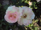 DSC03381
