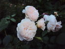 DSC03915