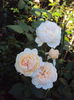 DSC03770