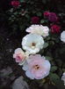 DSC03929