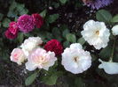 DSC03931